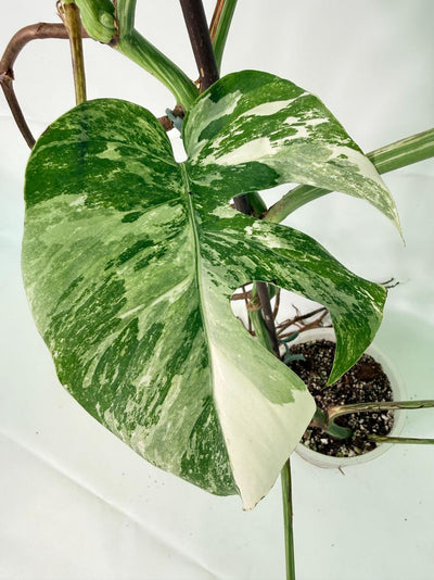 Monstera Albo Variegata XXL