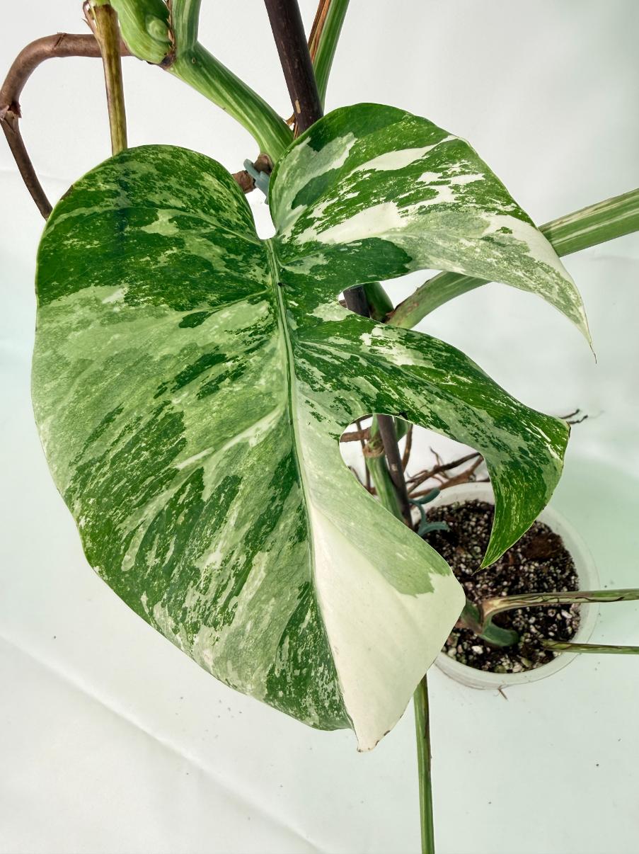 Monstera Albo Variegata XXL
