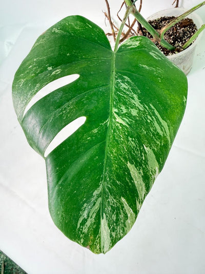 Monstera Albo Variegata XXL