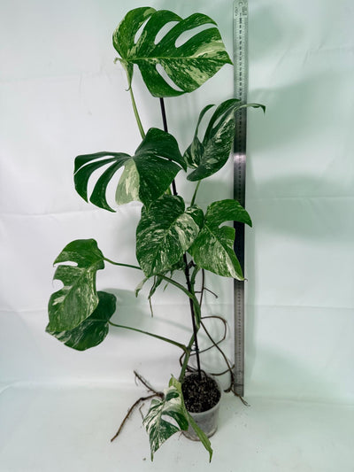 Monstera Albo Variegata XXL