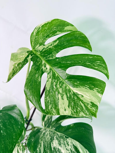 Monstera Albo Variegata XXL