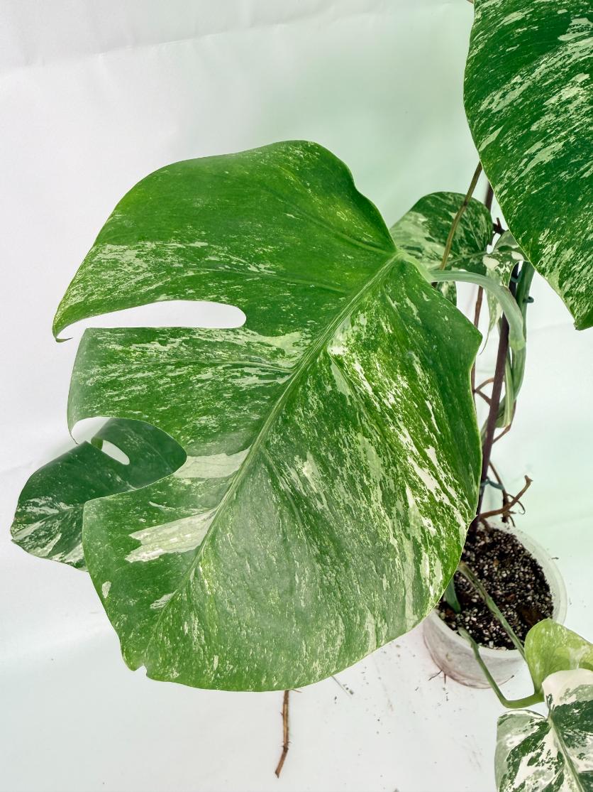 Monstera Albo Variegata XXL