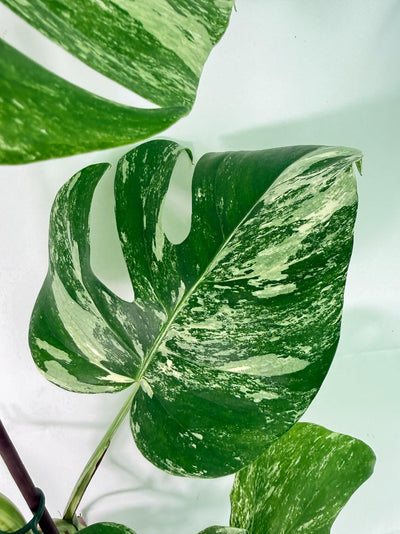 Monstera Albo Variegata XXL