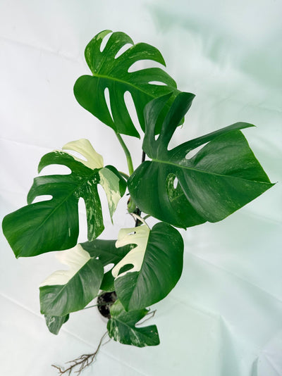 Monstera Albo Variegata XXL