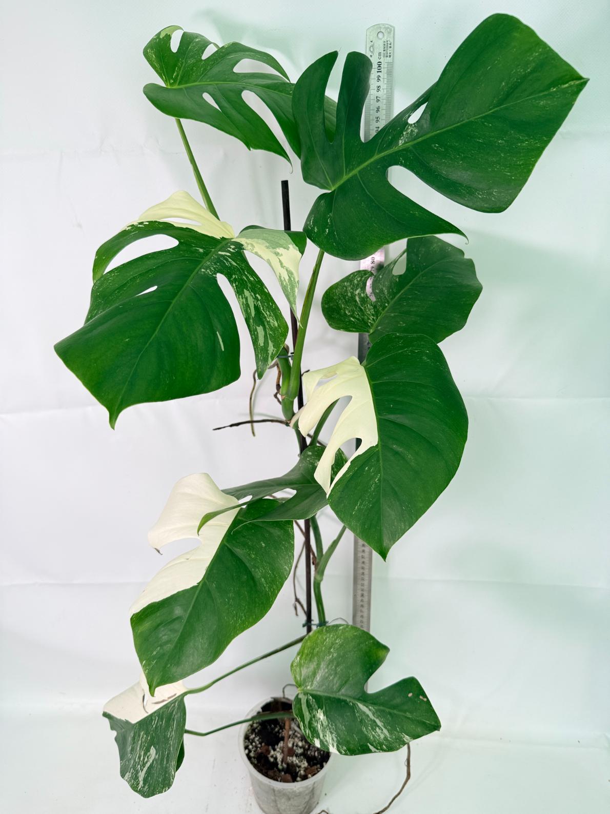 Monstera Albo Variegata XXL