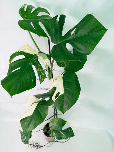 Monstera Albo Variegata XXL