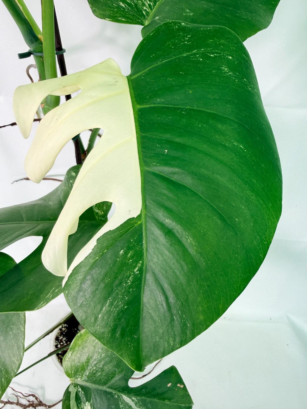 Monstera Albo Variegata XXL