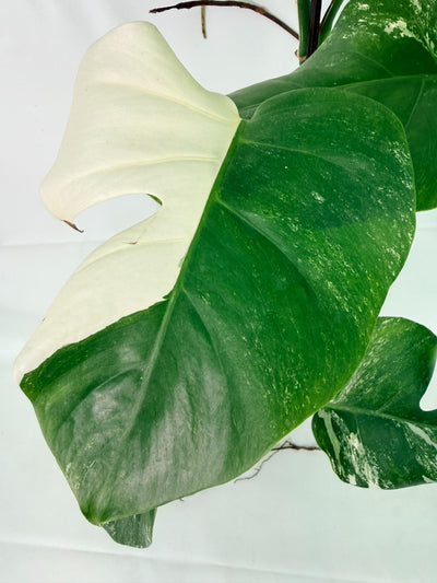Monstera Albo Variegata XXL