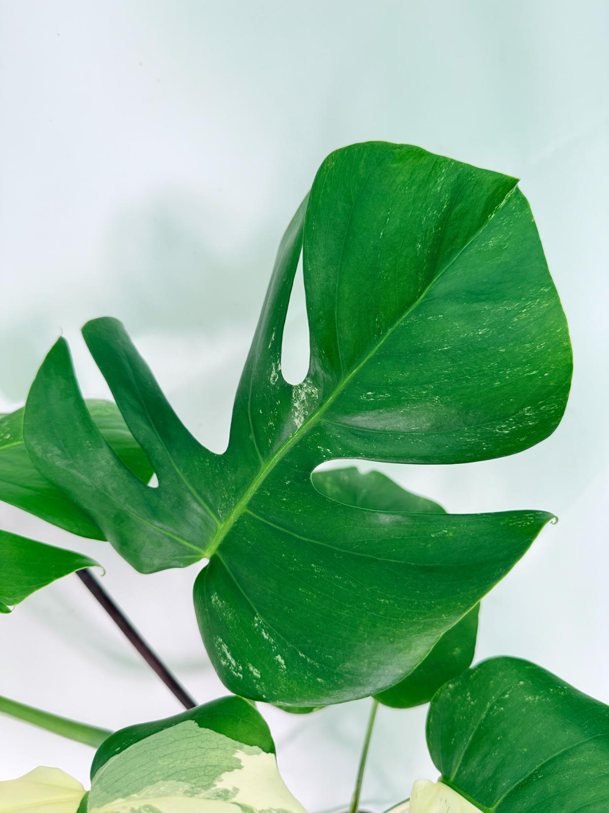 Monstera Albo Variegata XXL
