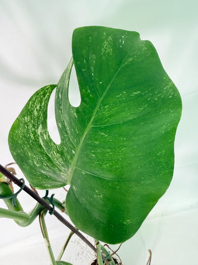 Monstera Albo Variegata XXL