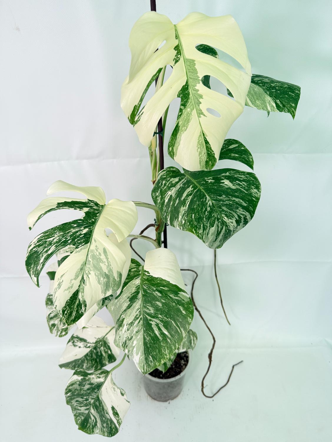 Monstera Albo Variegata XXL