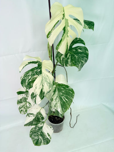 Monstera Albo Variegata XXL