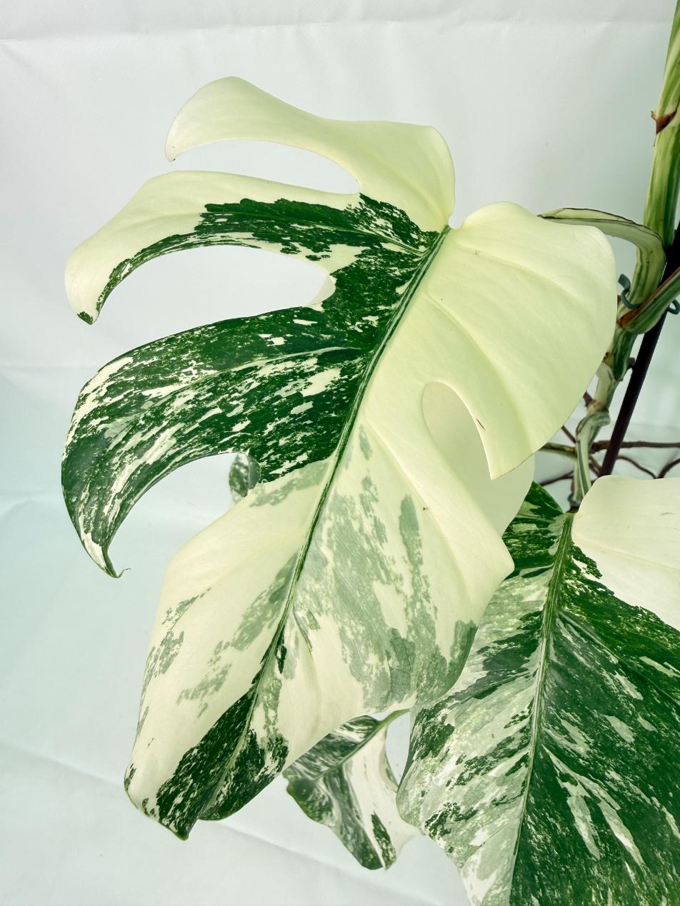 Monstera Albo Variegata XXL