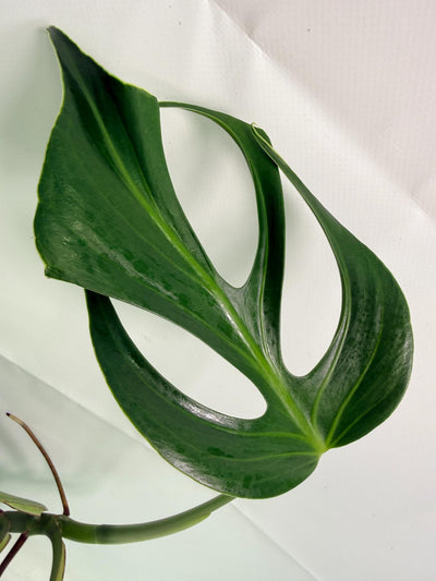 Monstera Burle Marx Flame XL