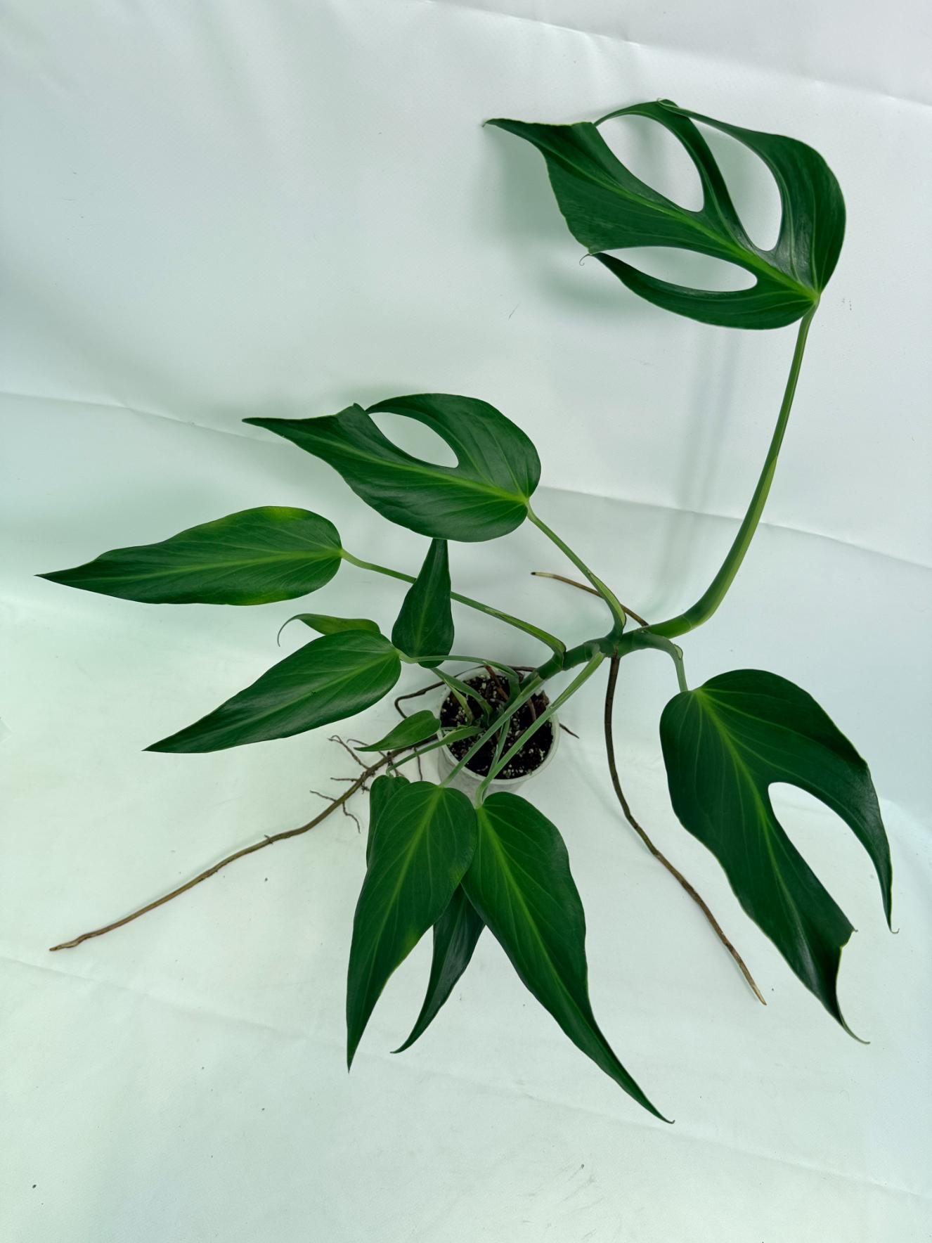 Monstera Burle Marx Flame XL