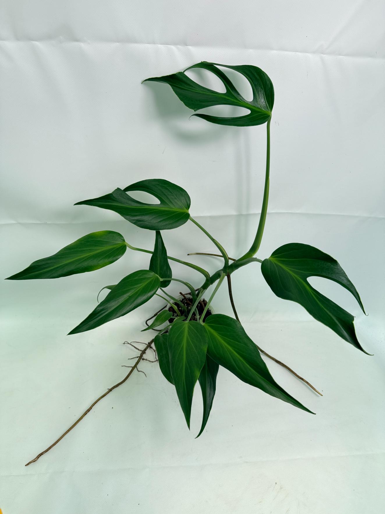 Monstera Burle Marx Flame XL
