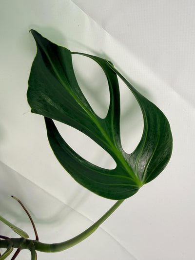 Monstera Burle Marx Flame XL