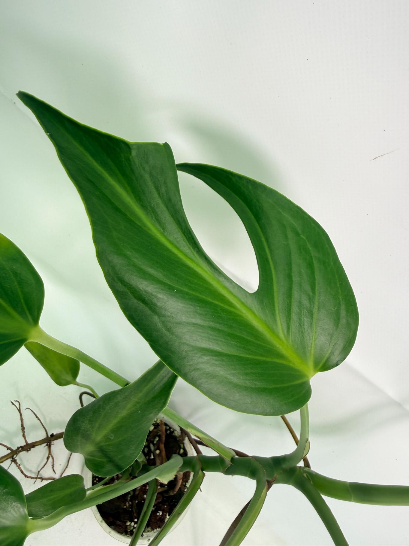 Monstera Burle Marx Flame XL