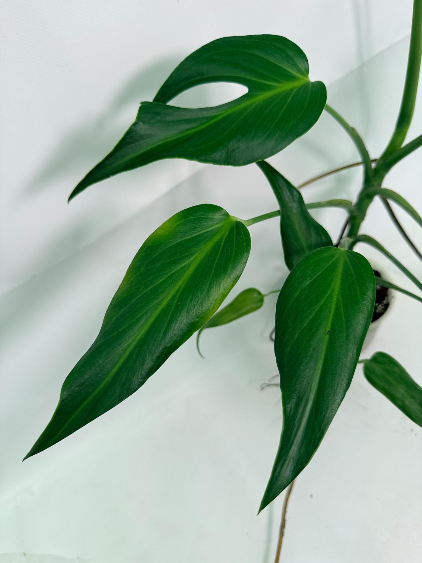 Monstera Burle Marx Flame XL