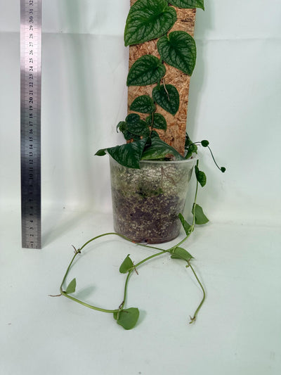 Monstera Dubia