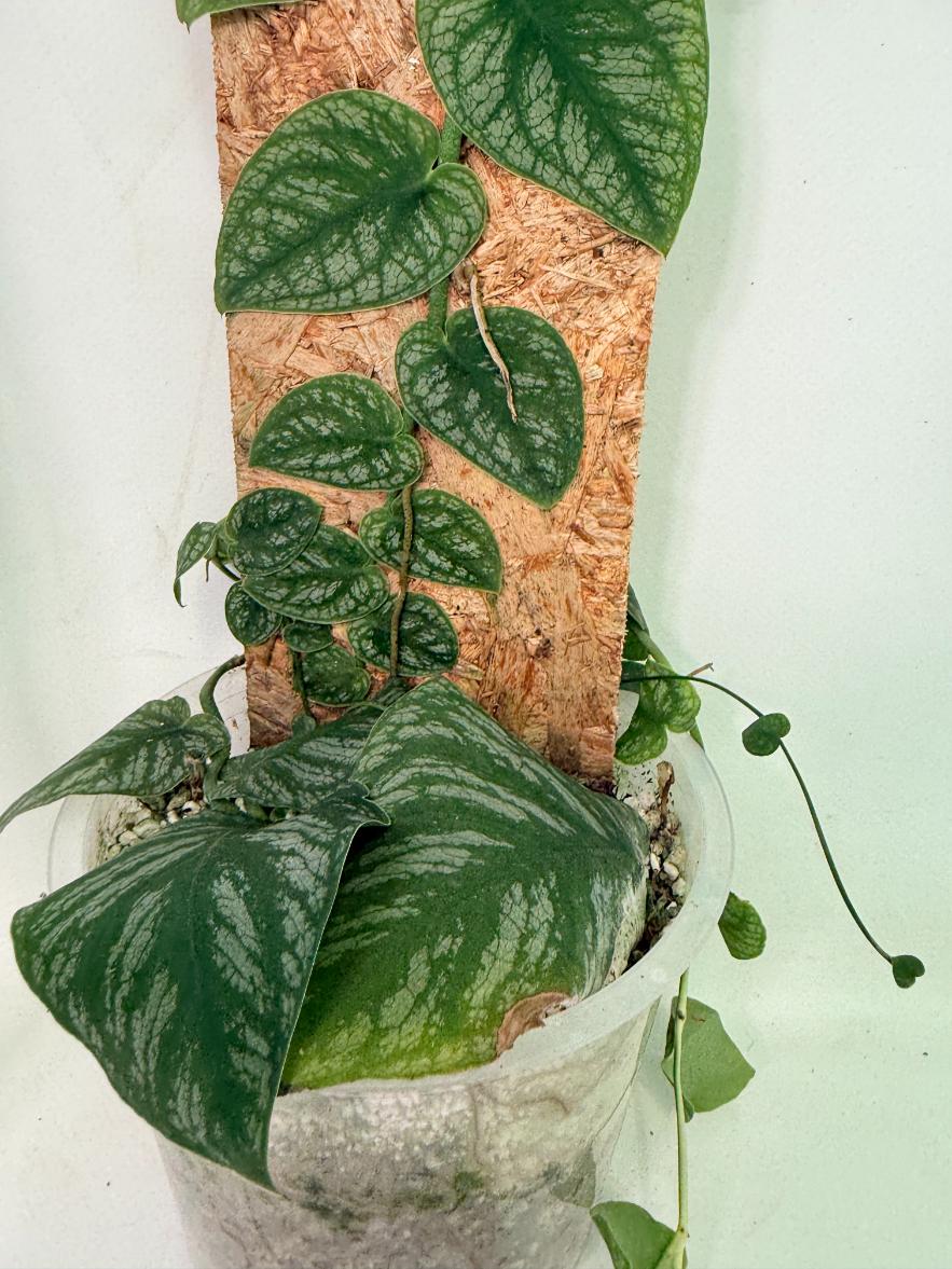 Monstera Dubia