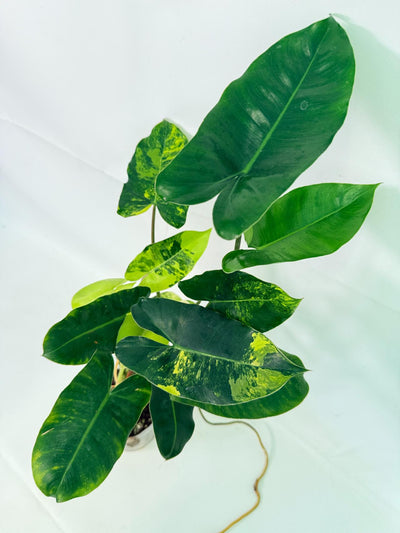 Philodendron Burle Marx Variegata