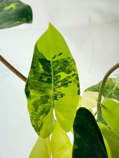 Philodendron Burle Marx Variegata