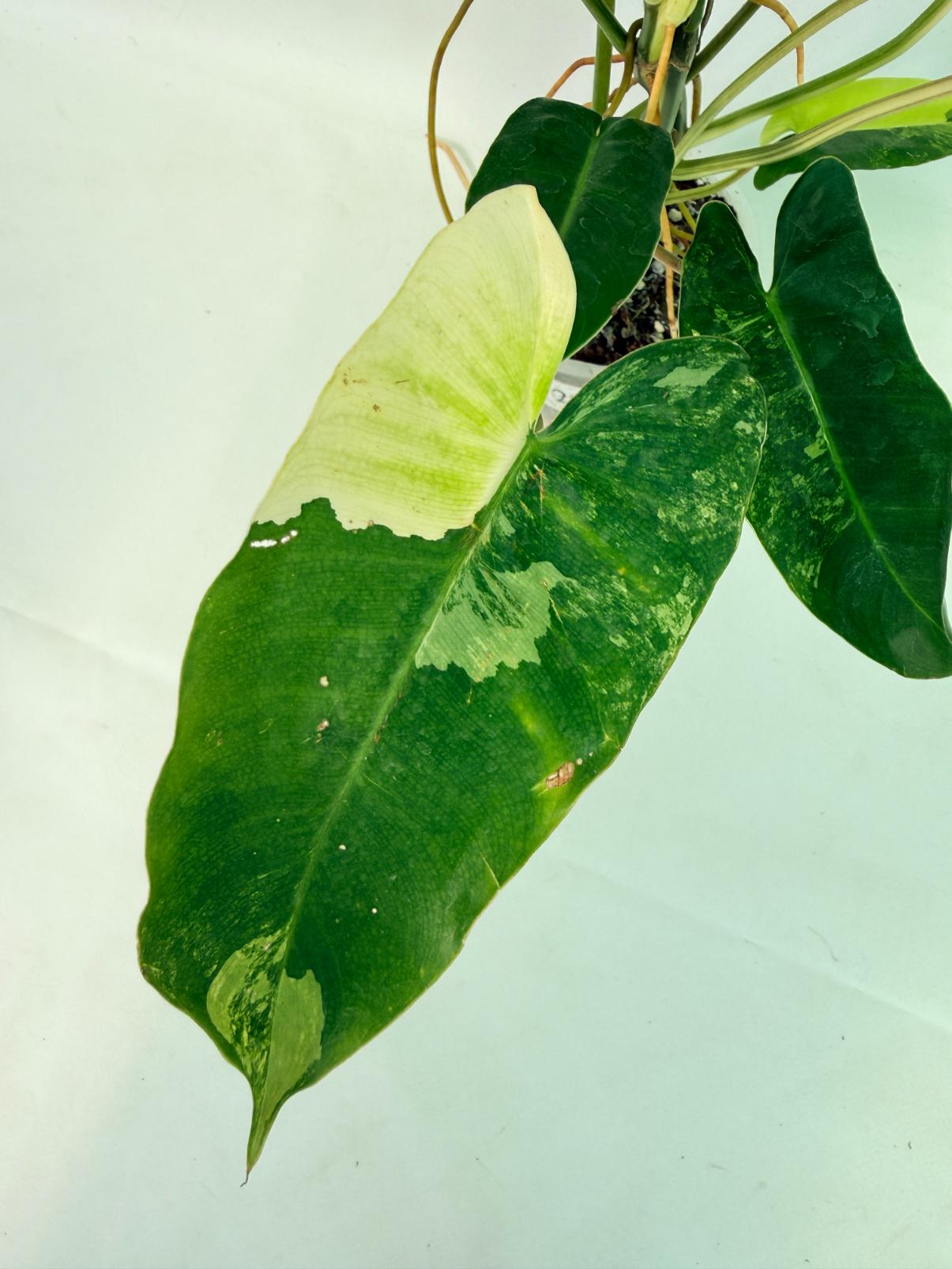 Philodendron Burle Marx Variegata