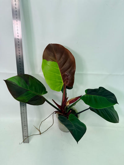 Philodendron Yellow Flame variegata
